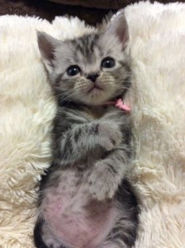 アメリカンショートヘア【京都府・女の子・2015年10月12日・シルバーパッチドタビー】の写真「可愛いお顔の女の子」