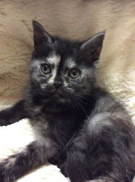 アメリカンショートヘア【京都府・女の子・2015年2月9日・トーティーシェル（短毛）】の写真「元気な女の子」