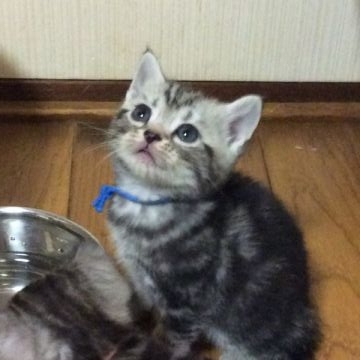 アメリカンショートヘア【京都府・男の子・2015年10月11日・シルバータビー（短毛）】の写真「大きな骨格のしっかりした子です。」