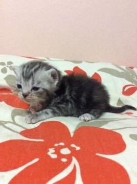 アメリカンショートヘア【京都府・女の子・2015年10月11日・シルバーパッチドタビー（短毛）】の写真「ちっちゃな可愛い女の子」