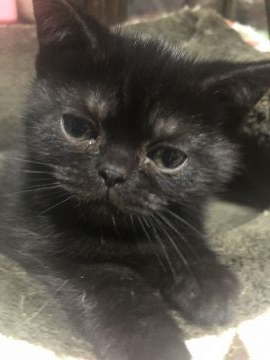 アメリカンショートヘア【京都府・女の子・2021年9月14日・ブラックスモーク（短毛）】の写真「ムチムチコロコロ」