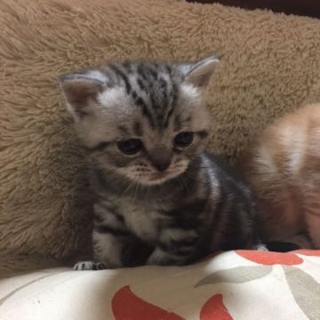 アメリカンショートヘア【京都府・男の子・2017年2月27日・シルバークラシックタビー（短毛）】の写真「アメリカCFA№取得可」