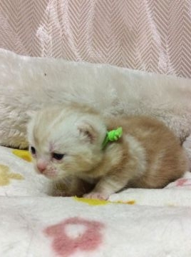 アメリカンショートヘア【京都府・男の子・2015年11月8日・クリームカメオタビー】の写真「CFA№取得可」