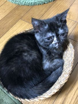 アメリカンショートヘア【京都府・女の子・2020年5月8日・トーティーシェル（短毛）】の写真「ムチムチコロコロ」