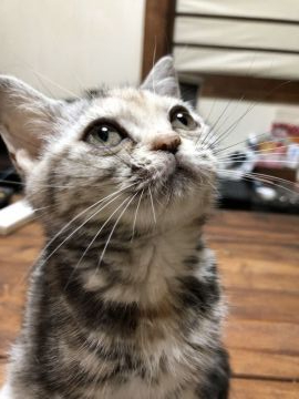 アメリカンショートヘア【京都府・女の子・2019年4月5日・シルバーパッチドタビー（短毛）】の写真「おでことまん丸お目目」