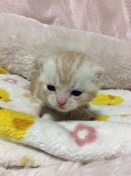 アメリカンショートヘア【京都府・男の子・2015年11月8日・クリームカメオタビー】の写真「まん丸コロコロ」