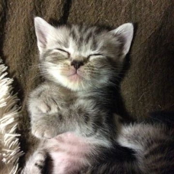 アメリカンショートヘア【京都府・女の子・2015年10月11日・シルバーパッチドタビー（短毛）】の写真「小柄な可愛い女の子」