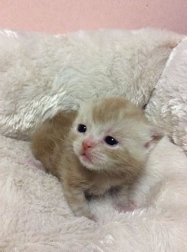 アメリカンショートヘア【京都府・男の子・2015年4月12日・レッドクラシックタビー（短毛）】の写真「まん丸コロコロ骨太」