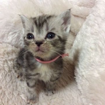 アメリカンショートヘア【京都府・女の子・2015年10月11日・シルバーパッチドタビー（短毛）】の写真「mini猫？ちっちゃくてかわいいです。」