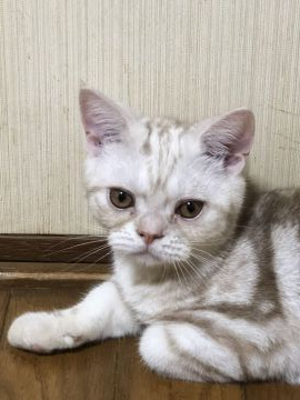 アメリカンショートヘア【京都府・男の子・2019年4月5日・クリームカメオ（短毛）】の写真「草食系美男子」