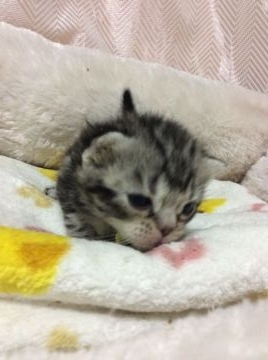 アメリカンショートヘア【京都府・男の子・2015年11月8日・シルバータビー】の写真「まん丸コロコロ」