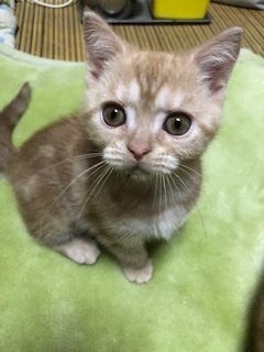 アメリカンショートヘア【京都府・男の子・2018年8月24日・クリームカメオ（短毛）】の写真「骨格が違う男前」