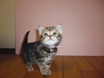 アメリカンショートヘア【京都府・女の子・2014年1月15日・ブラウンタビー（短毛）】の写真「CFAリジョナルウィナー血統」