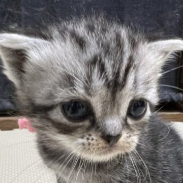 アメリカンショートヘア【京都府・女の子・2023年9月17日・シルバークラシックタビー（短毛）】の写真「予約金要相談」