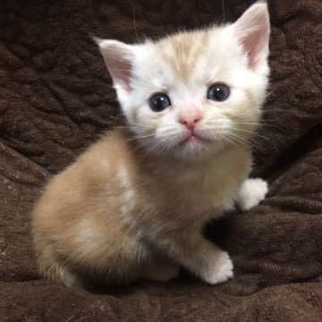 アメリカンショートヘア【京都府・男の子・2017年1月27日・クリームカメオタビー（短毛柔毛）】の写真「おとなしい男の子」