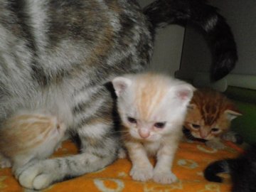 アメリカンショートヘア【京都府・男の子・2013年6月5日・クリームタビー（短毛）】の写真「産まれたてほやほや」