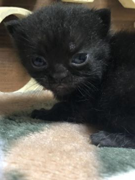 アメリカンショートヘア【京都府・男の子・2020年5月15日・ブラックスモーク（短毛）】の写真「お目目が開きました」