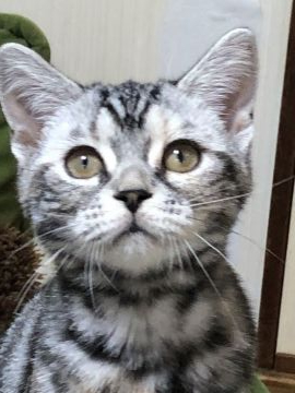 アメリカンショートヘア【京都府・女の子・2019年3月15日・シルバーパッチドタビー（短毛）】の写真「可愛い女の子です」