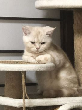 アメリカンショートヘア【京都府・男の子・2019年10月17日・クリームカメオタビー（短毛）】の写真「込み込み価格」