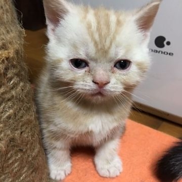 アメリカンショートヘア【京都府・男の子・2016年5月4日・クリームカメオ（短毛）】の写真「とても甘えたさんです」