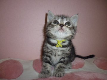 アメリカンショートヘア【京都府・男の子・2014年1月15日・シルバータビー】の写真「CFAリジョナルウィナーの血統」