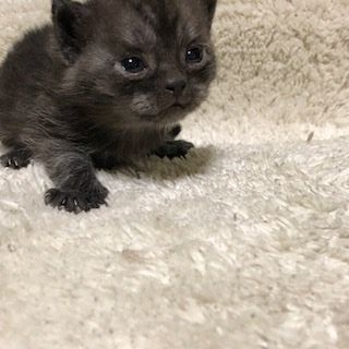 アメリカンショートヘア【京都府・男の子・2018年4月18日・ブラックスモーク（短毛）】の写真「骨太のしっかりした子」