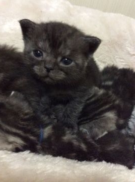 アメリカンショートヘア【京都府・男の子・2015年10月11日・ブラックスモーク（短毛）】の写真「可愛いすぎる男の子」