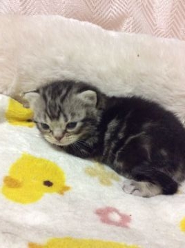 アメリカンショートヘア【京都府・男の子・2015年11月8日・シルバークラシックタビー】の写真「CFA登録可能」