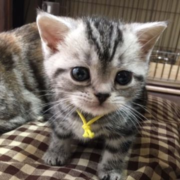 アメリカンショートヘア【京都府・男の子・2016年4月11日・シルバークラシックタビー（短毛）】の写真「男前になりました。」