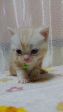アメリカンショートヘア【京都府・男の子・2015年11月8日・クリームカメオタビー】の写真「CFA№取得可」