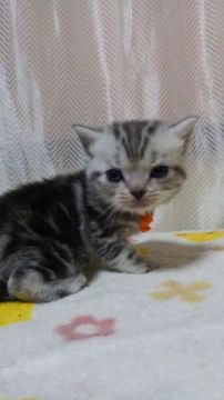 アメリカンショートヘア【京都府・男の子・2015年11月8日・シルバークラシックタビー】の写真「CFA№取得可」