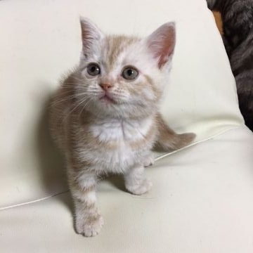 アメリカンショートヘア【京都府・男の子・2016年5月4日・クリームカメオ（短毛）】の写真「元気な男の子」