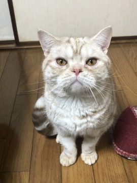 アメリカンショートヘア【京都府・男の子・2019年4月5日・クリームカメオ（短毛）】の写真「大人しいイケメン」