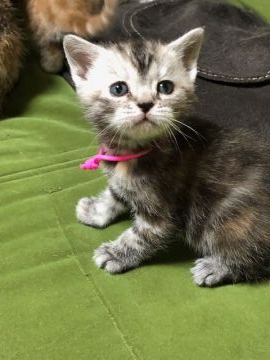 アメリカンショートヘア【京都府・女の子・2019年3月12日・シルバーパッチ（短毛）】の写真「可愛い女の子らしい子」