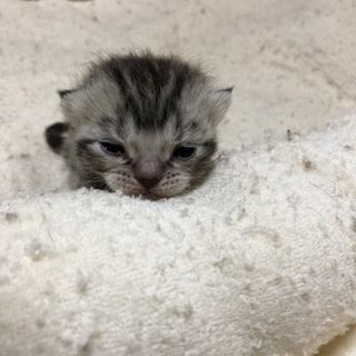 アメリカンショートヘア【京都府・男の子・2018年6月8日・シルバークラシックタビー（短毛）】の写真「カラーは確定ではありません」