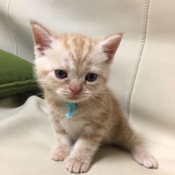 アメリカンショートヘア【京都府・男の子・2016年6月9日・クリームカメオタビー（短毛）】の写真「膝乗り猫」