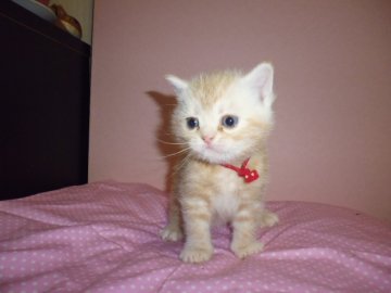 アメリカンショートヘア【京都府・男の子・2014年1月15日・クリームタビー】の写真「CFAリジョナルウィナー血統」