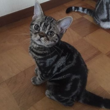 アメリカンショートヘア【京都府・女の子・2016年3月19日・ブラウンクラシックタビー（短毛）】の写真「ショータイプの可愛いお顔です」