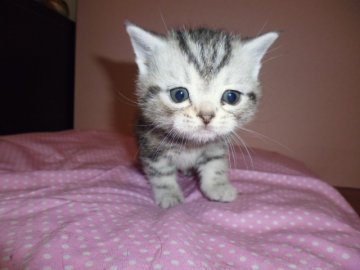 アメリカンショートヘア【京都府・男の子・2014年1月15日・シルバータビー】の写真「CFAリジョナルウィナー血統」