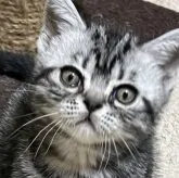 アメリカンショートヘア【京都府・男の子・2023年10月9日・短毛】の写真1