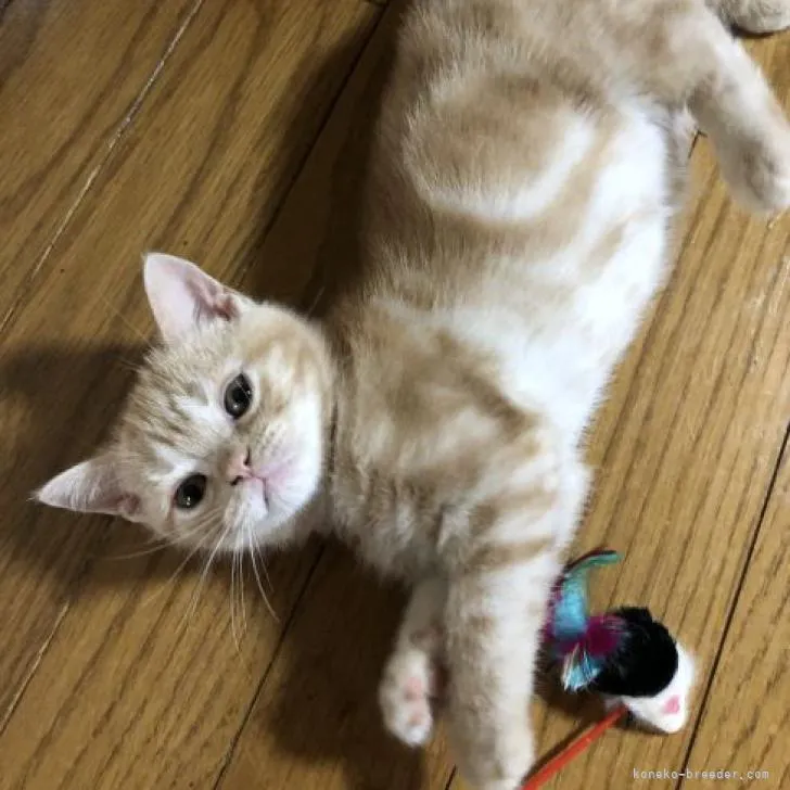ID:2204-02522の子猫