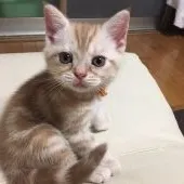アメリカンショートヘア【京都府・女の子・2016年6月9日・クリームカメオタビー】の写真2