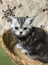 アメリカンショートヘア【京都府・女の子・2019年10月17日・シルバーパッチドタビー】の写真3