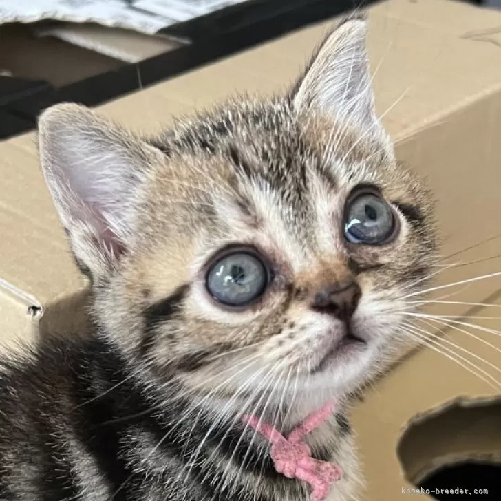 ID：2505-03444の子猫