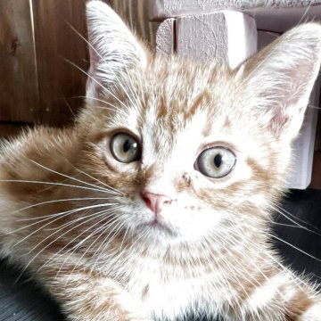 アメリカンショートヘア【京都府・男の子・2025年5月6日・レッドタビー（短毛）】の写真「パーフェクトボーイ」