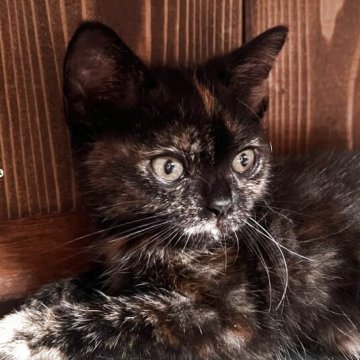 アメリカンショートヘア【京都府・女の子・2025年5月6日・トーティーシェル（短毛）】の写真「マイペース自由猫」