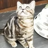 アメリカンショートヘア