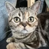 アメリカンショートヘア【京都府・女の子・2025年5月6日・ブラウンパッチ】の写真1