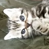 アメリカンショートヘア