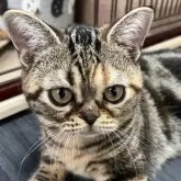 アメリカンショートヘア【京都府・女の子・2025年5月6日・ブラウンパッチ】の写真3